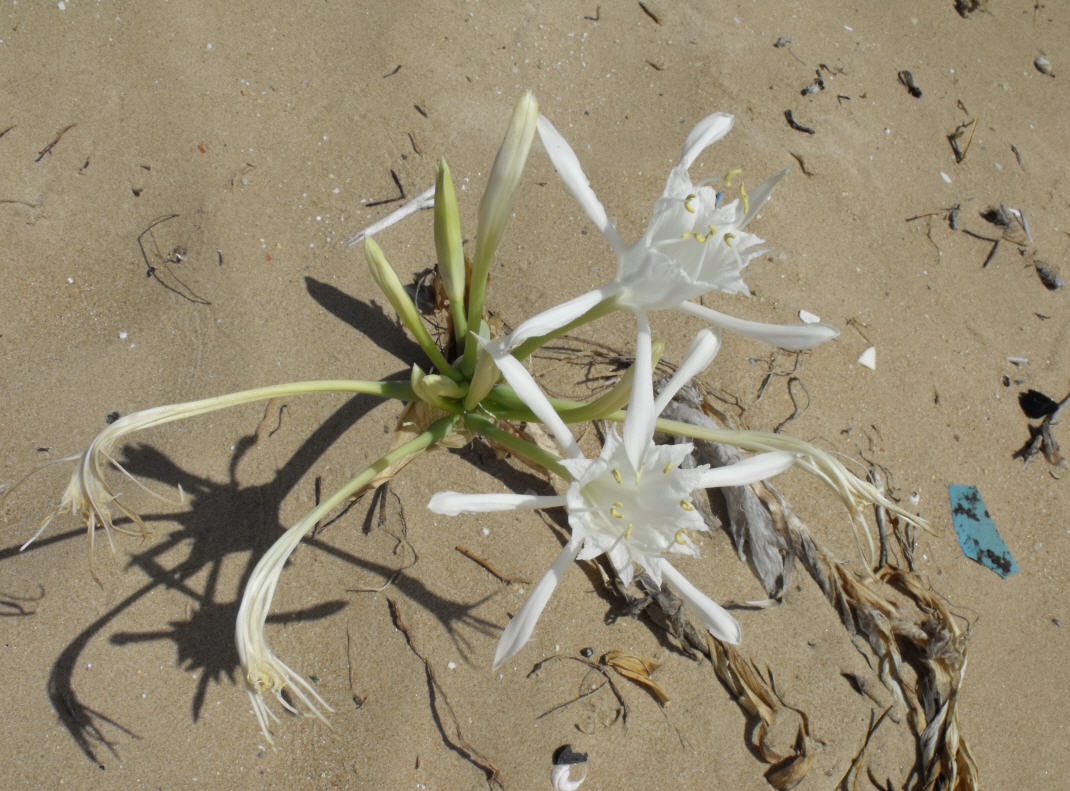 Pancratium maritimum / Giglio di mare